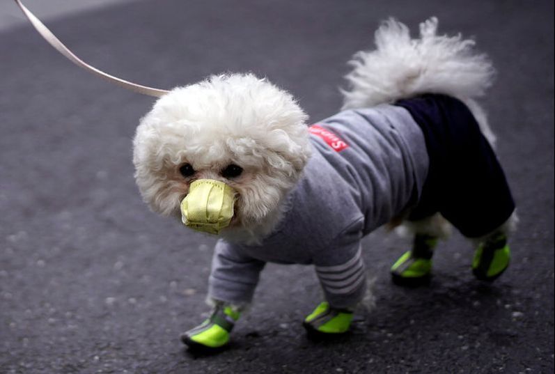 Fashionable quarantine dog outfits / Why we all feel unproductive in quarantine (and that's OK) / Karen McCann / EnjoyLivingAbroad.com