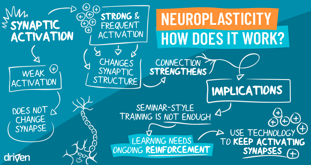 Neuroplasticity and Memory / Memory Course / Karen McCann / EnjoyLivingAbroad.com