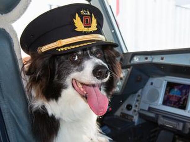 International travel with pets / The Amigos Project / Karen McCann / enjoylivingabroad.com