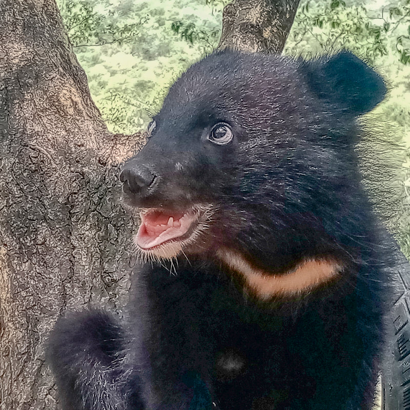 Dog-Bear / WildCare / Finding Hope / Karen McCann / EnjoyLivingAbroad.com