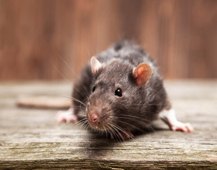 Using a Radio to Drive Out Household Pests  / EnjoyLivingAbroad.com / Karen McCann