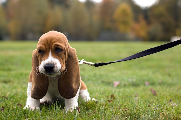 Dog Laws in China / Social Cooling / Reputation Economy / How Normal Am I ? / Karen McCann / EnjoyLivingAbroad.com