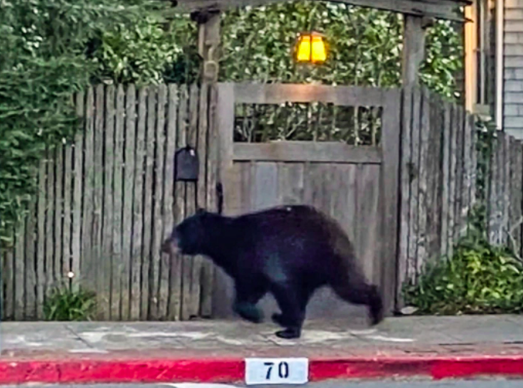 San Anselmo Bear / Bear-Proofing Our House & Other Reasons I've Got the Collywaddles / Karen McCann / EnjoyLivingAbroad.com