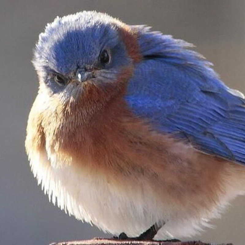 Do birds exist? Do fish? Are you sure? / Karen McCann / EnjoyLivingAbroad.com