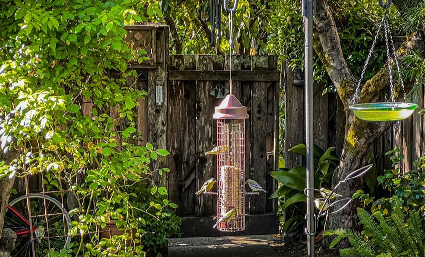 Our songbirds / Bodega Bay, CA / Karen McCann / EnjoyLivingAbroad.com