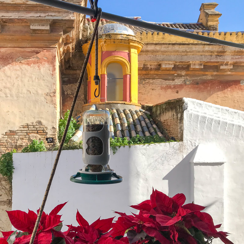 Seville Winter 2022 / Karen McCann / enjoylivingabroad.comPicture