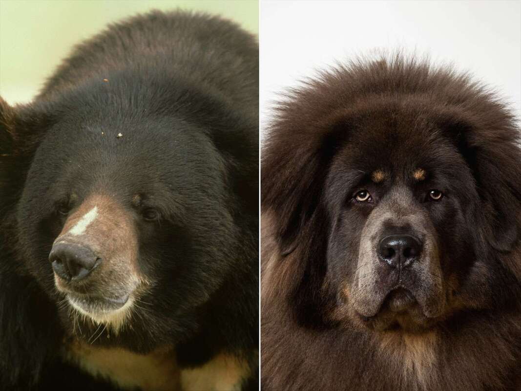 Dog-Bear / WildCare / Finding Hope / Karen McCann / EnjoyLivingAbroad.com