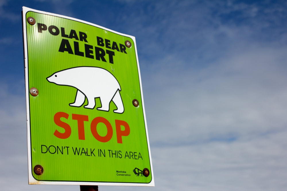 Churchill, Canada, Polar Bear Capitol of the World / Doreen Pendgracs / Chocolatour / 