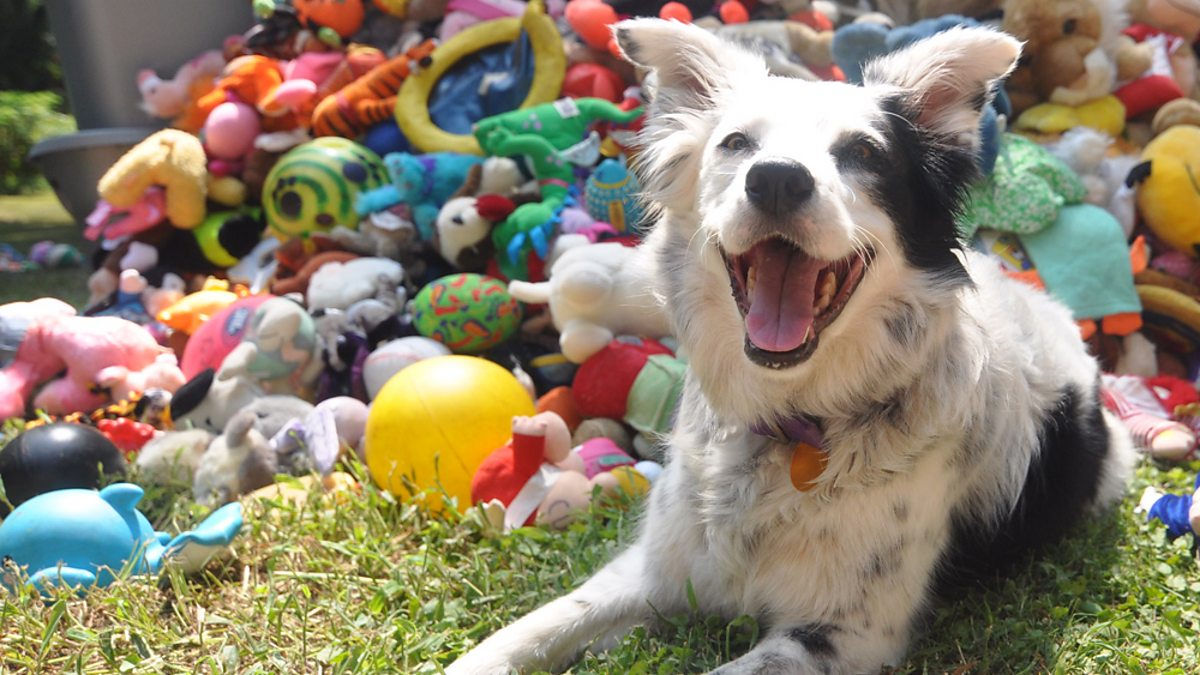 Chaser, world's smartest dog / Upskilling / The Ideas Club / Home 2.0 / Karen McCann / EnjoyLivingAbroad.com