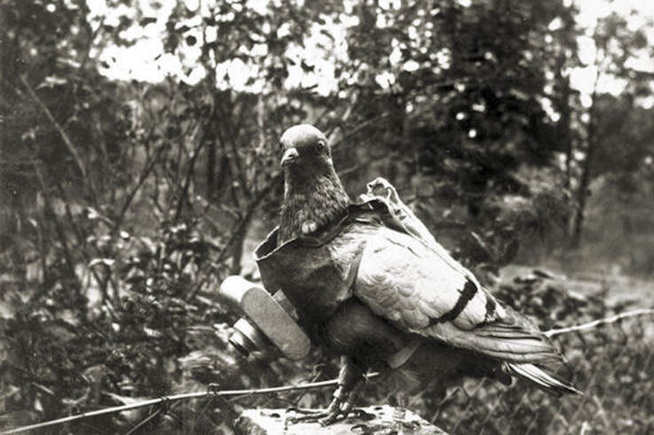 Pigeons: Smarter than Politicians? / Karen McCann / EnjoyLivingAbroad.com