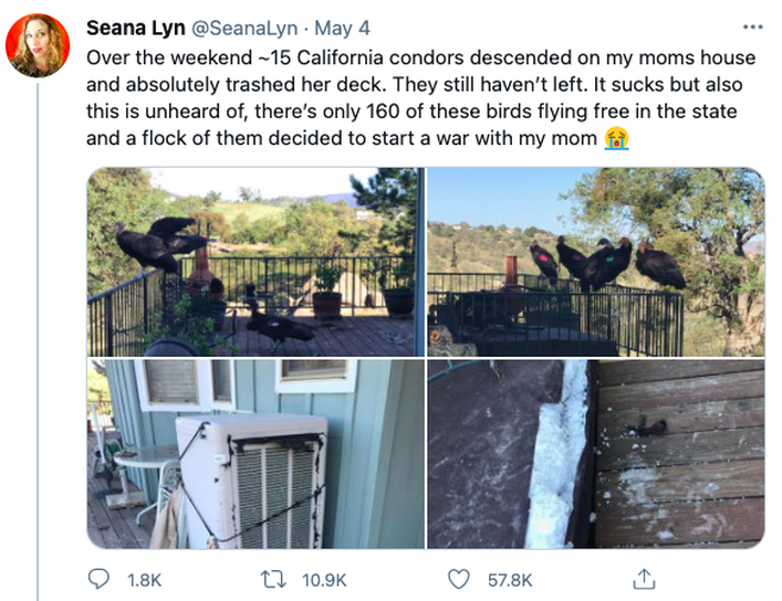 Condor invasion / Bear-Proofing Our House & Other Reasons I've Got the Collywaddles / Karen McCann / EnjoyLivingAbroad.com