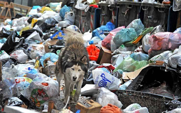Dog in Naples, Italy / Good Samaritan Scam Artist / Survival Tips / Karen McCann / enjoylivingabroad.com