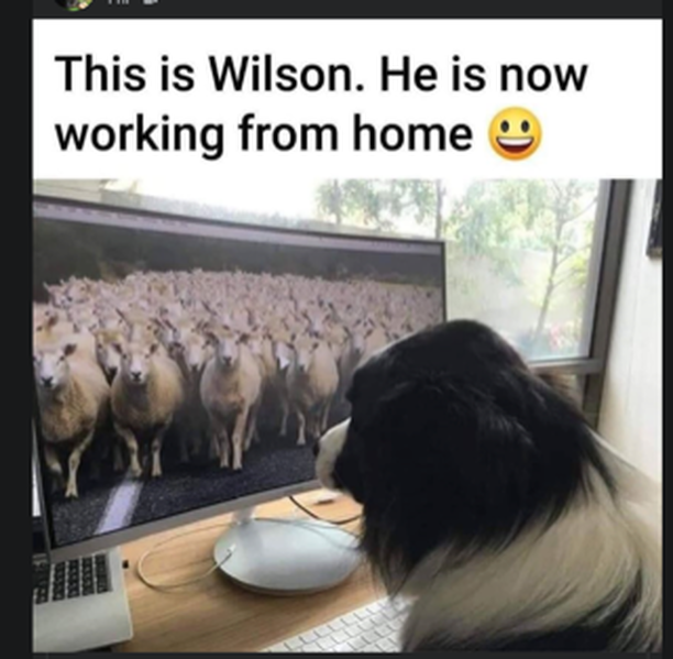 Funny quarantine dog meme /Why we all feel unproductive in quarantine (and that's OK) / Karen McCann / EnjoyLivingAbroad.com
