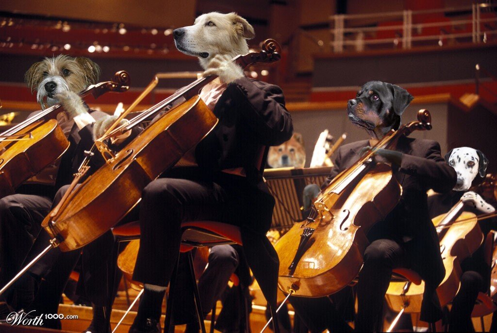 Dog Orchestra / Pandemic Survival Songs / Karen McCann / EnjoyLivingAbroad.com