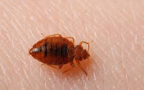Bed bug / The Bed-Bug Apocalypse / Karen McCann / EnjoyLivingAbroad.com