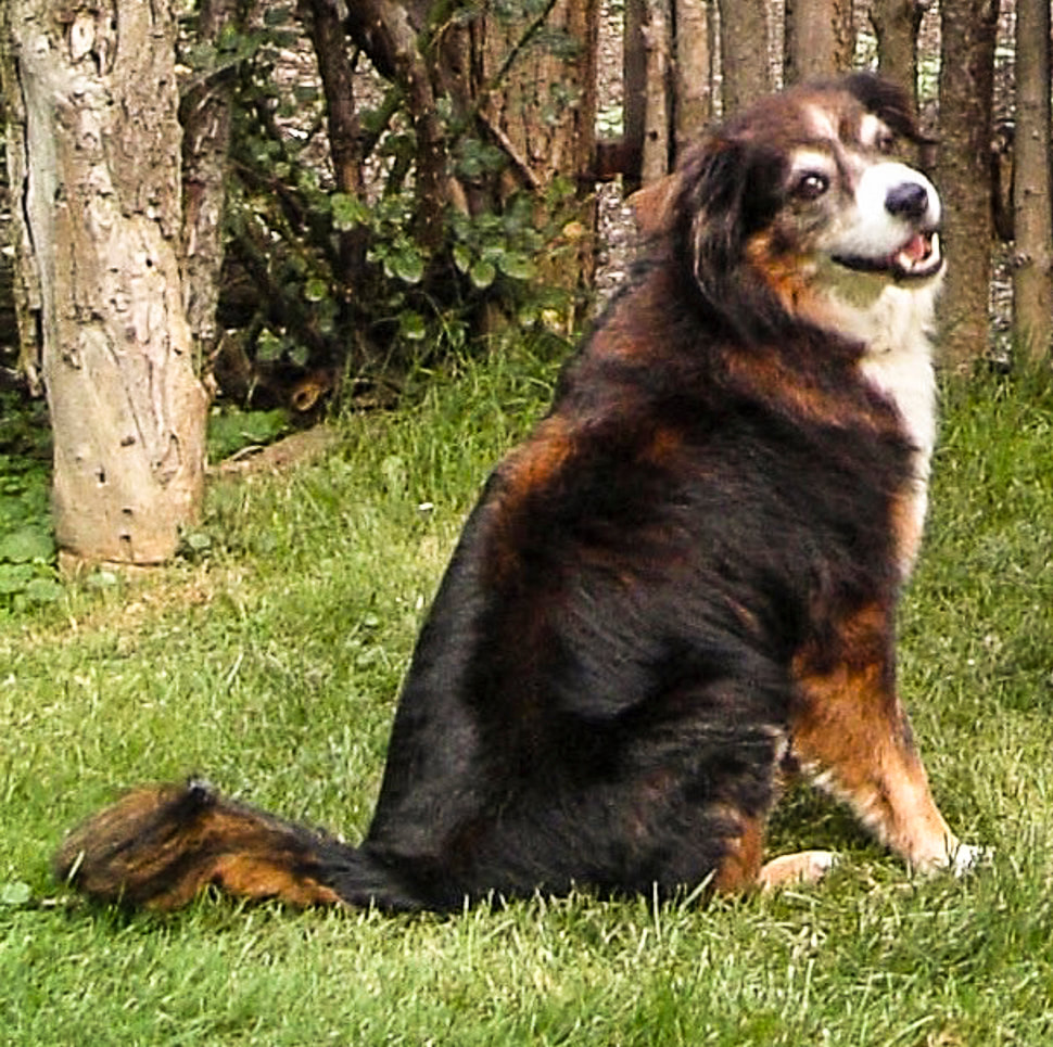 International travel with pets / The Amigos Project / Karen McCann / enjoylivingabroad.com