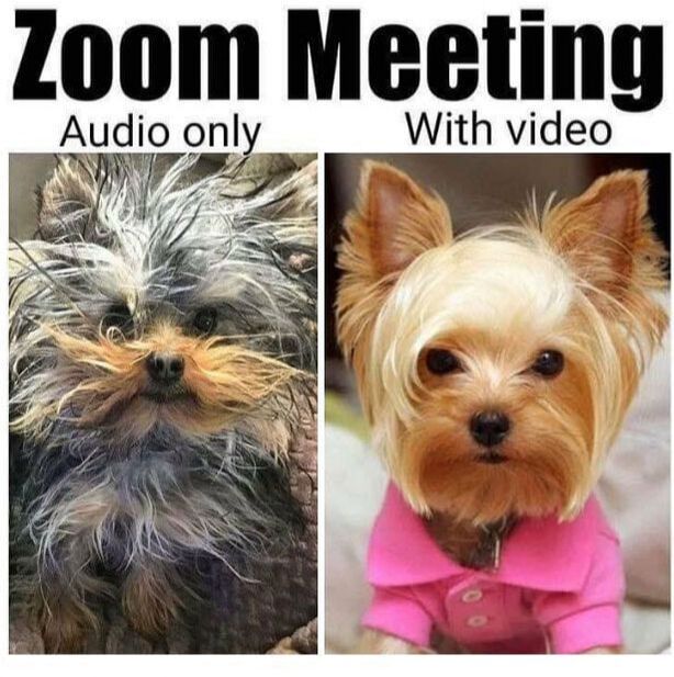 Zoom dogs / Cozy Sanctuary for Pandemic Winter / Covid-19 / Karen McCann / EnjoyLivingAbroad.com