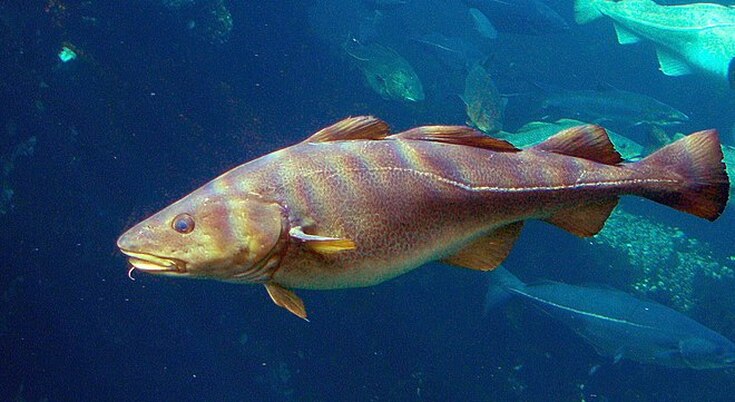 Sacred Cod / Seville's Best Cod Paired with 