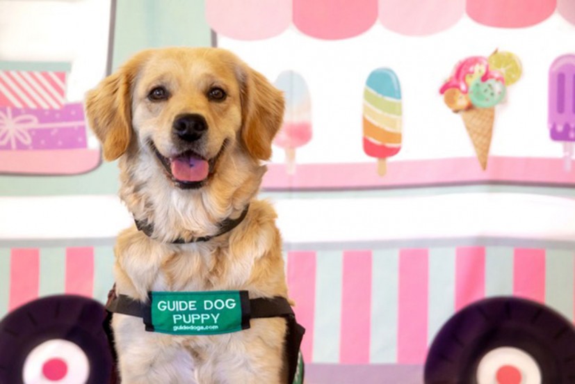Guide Dogs for the Blind / Finding Hope / Karen McCann / EnjoyLivingAbroad.com