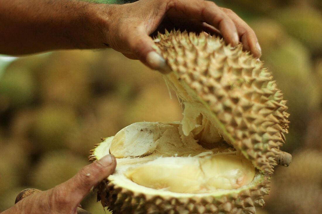 Durian / San Jose, CA: #5 Happiest American City / Karen McCann / EnjoyLivingAbroad.com