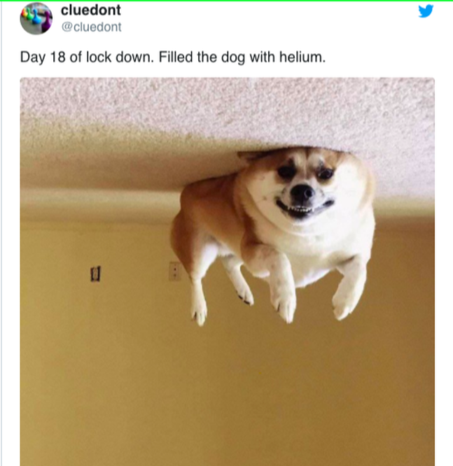 Helium-filled dog / The Pandemic: Desperate Situations, Ingenious Solutions / Karen McCann / EnjoyLivingAbroad.com