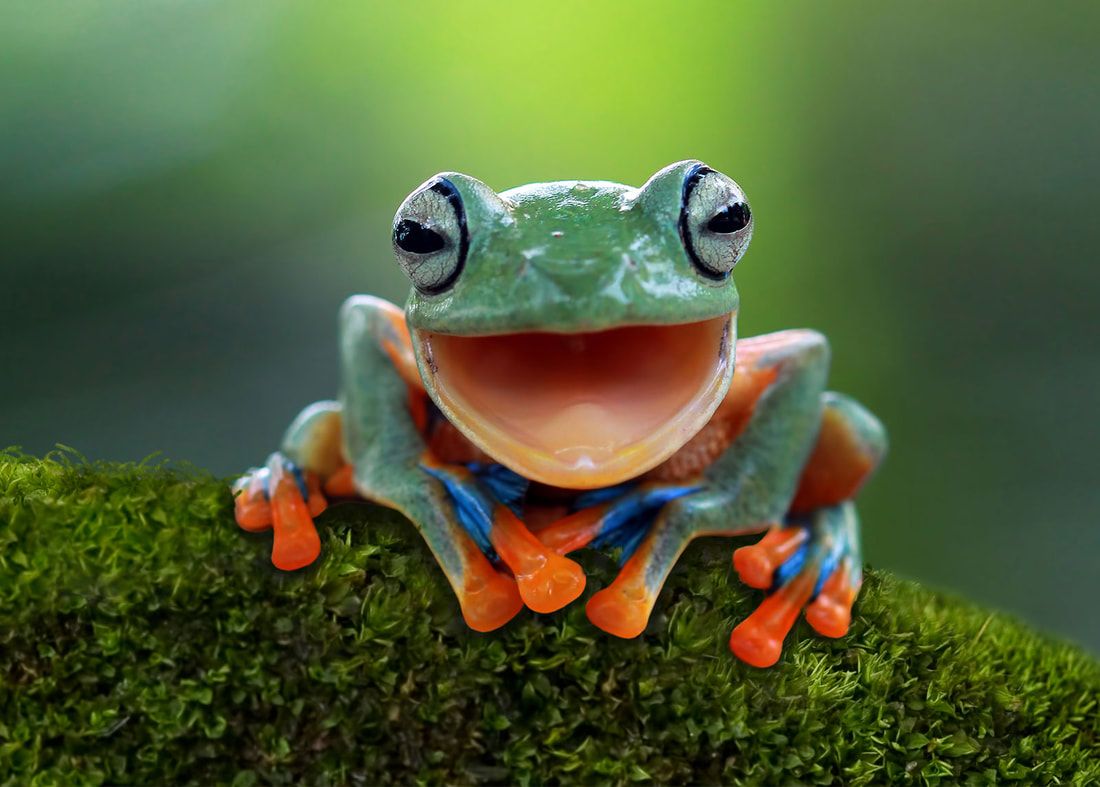 Toad Jam means hope / Karen McCann / EnjoyLivingAbroad.com