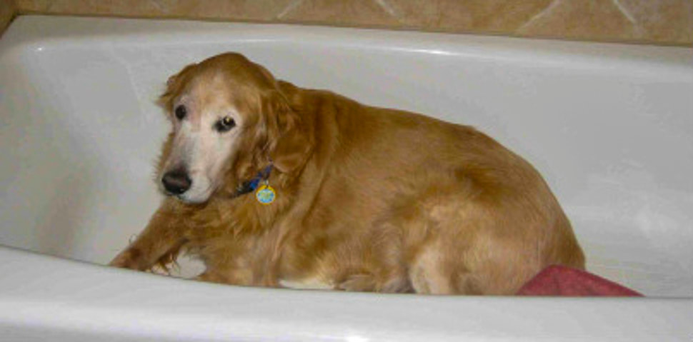 Senior Dog Rescue / Nutters' Tour of California / Petaluma, CA / Karen McCann / EnjoyLivingAbroad.com