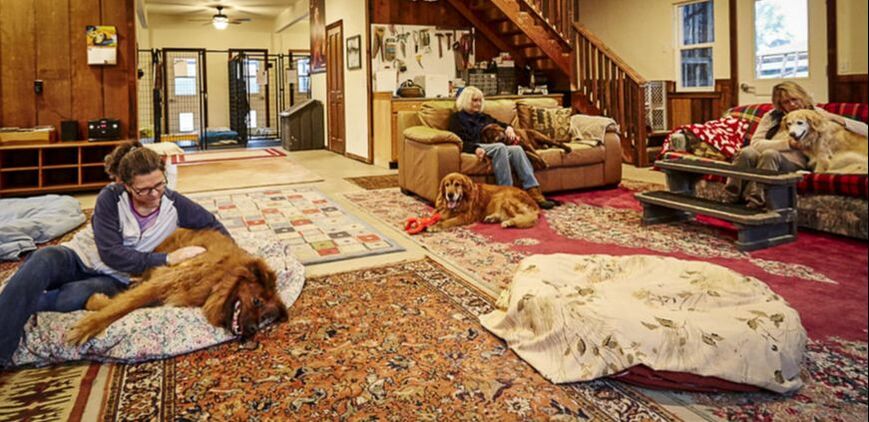 Rescue dogs / Lily's Legacy / Petalum, CA / Karen McCann / EnjoyLivingAbroad.com