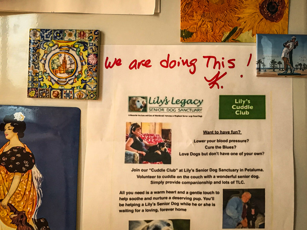 Rescue dogs / Lily's Legacy / Petalum, CA / Karen McCann / EnjoyLivingAbroad.com