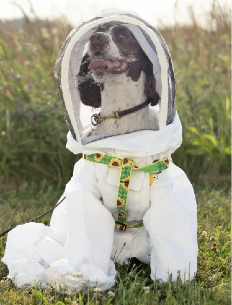 Bee-sniffing dog / Good News / Finding Hope / Karen McCann / EnjoyLivingAbroad.com