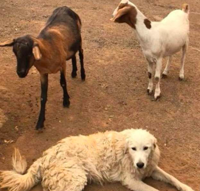 Odin, hero of Tubbs Fire / Tubbs Fire 2017 / Resilient California / Finding Hope / Karen McCann / EnjoyLivingAbroad.com