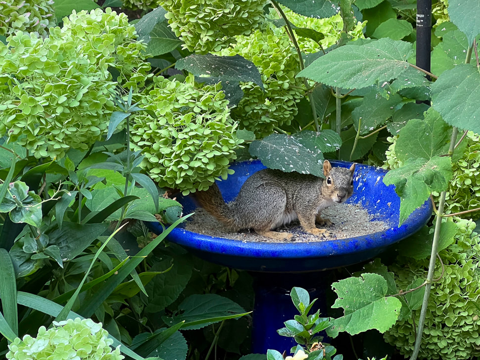 Peanut the Squirrel / Nutters' Tour of California / Petaluma, CA / Karen McCann / EnjoyLivingAbroad.com
