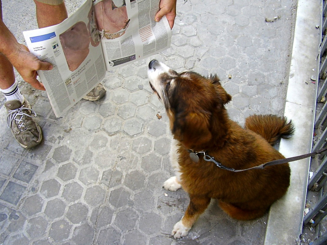 International travel with pets / The Amigos Project / Karen McCann / enjoylivingabroad.com