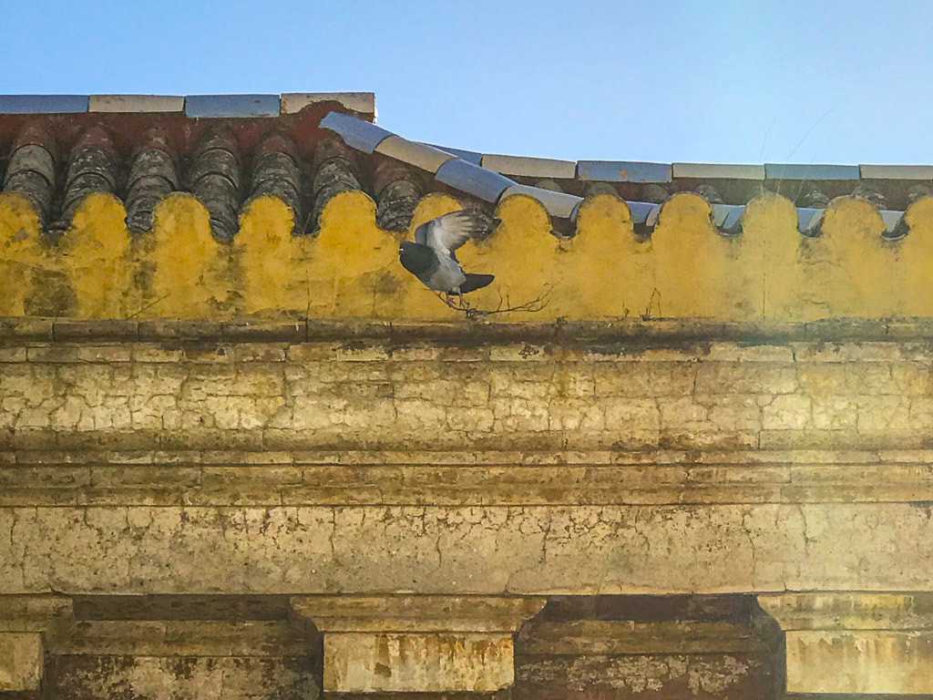 Dejected pigeon / Seville Dining Customs 2022 / Karen McCann / EnjoyLivingAbroad.com