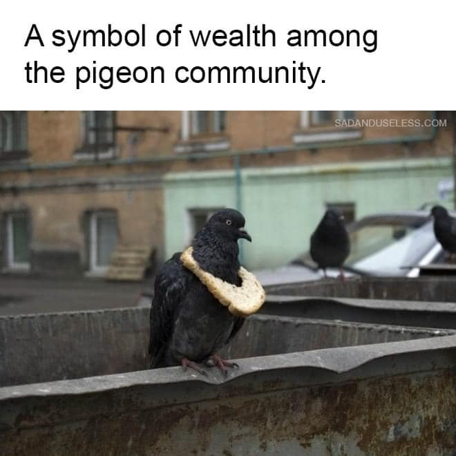 Pigeons / Harvard Justice Course / Karen McCann / EnjoyLivingAbroad.com