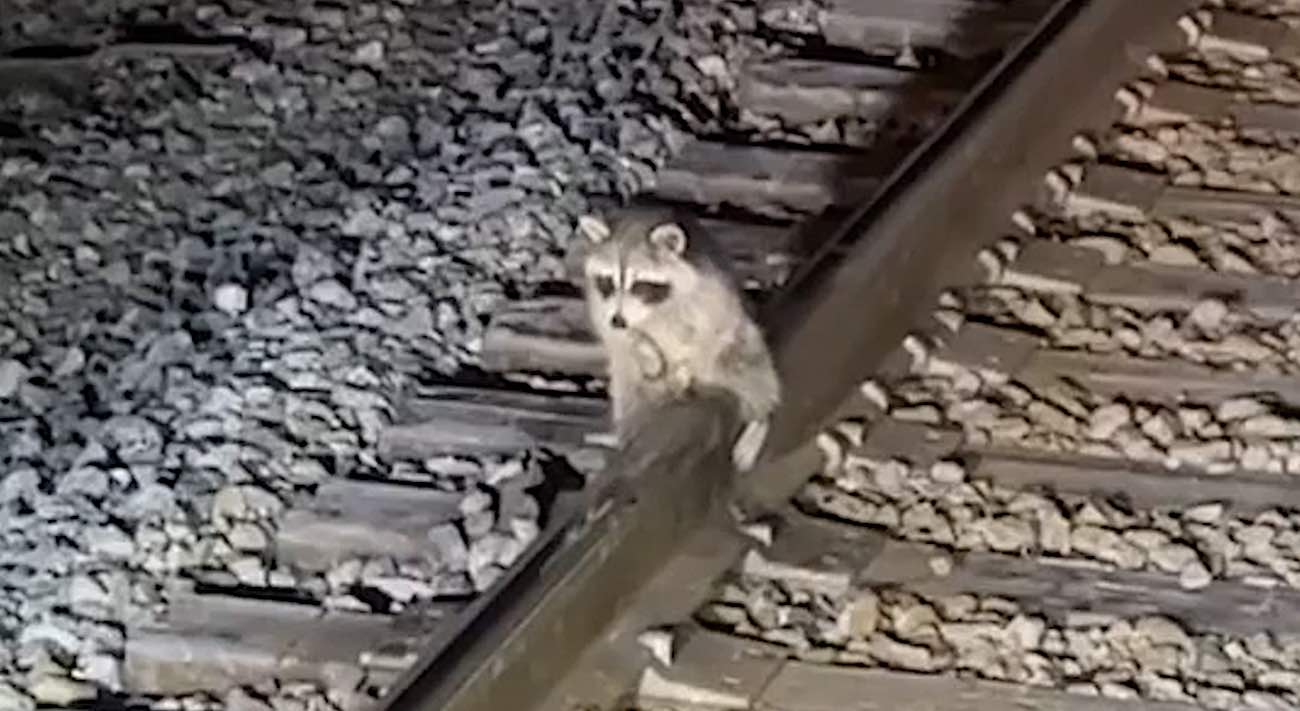 Raccoon Rescue / Time to Up Our Empathy / Karen McCann / EnjoyLivingAbroad.com