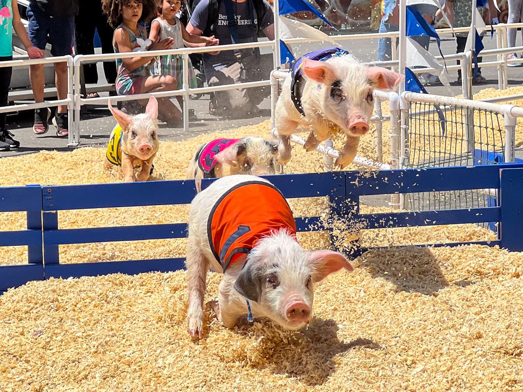 Nutters Tour of California / Racing Pigs / Sacramento / Karen McCann / EnjoyLivingAbroad.com