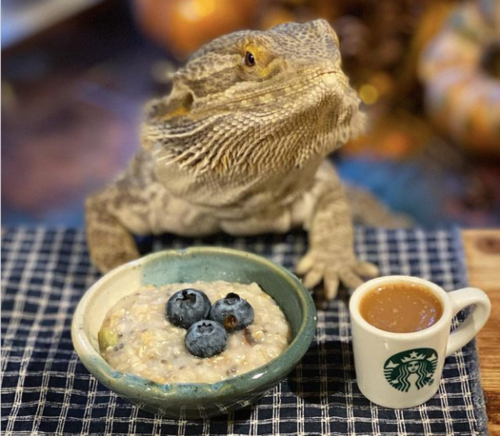 Chef Lenny the Lizard / 2021: it just gets goofier / Karen McCann / EnjoyLivingAbroad.com