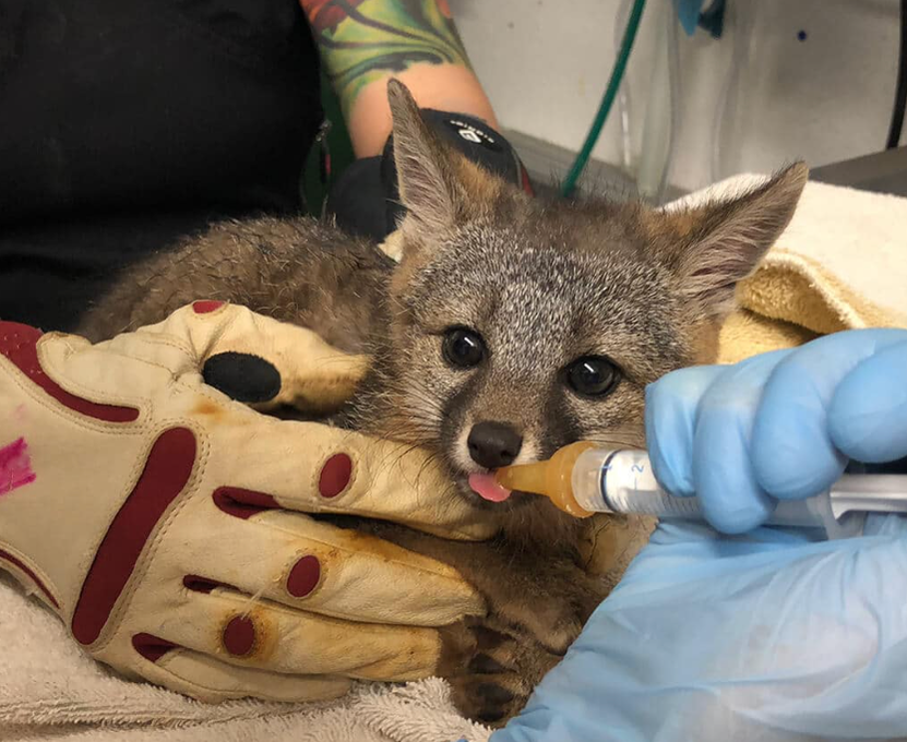Baby grey fox cub / WildCare / Finding Hope / Karen McCann / EnjoyLivingAbroad.com
