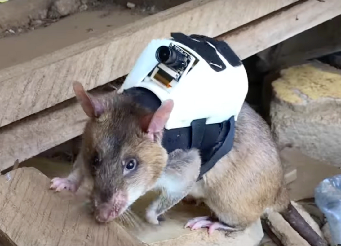 Rescue Rat / Good News / Finding Hope / Karen McCann / EnjoyLivingAbroad.com