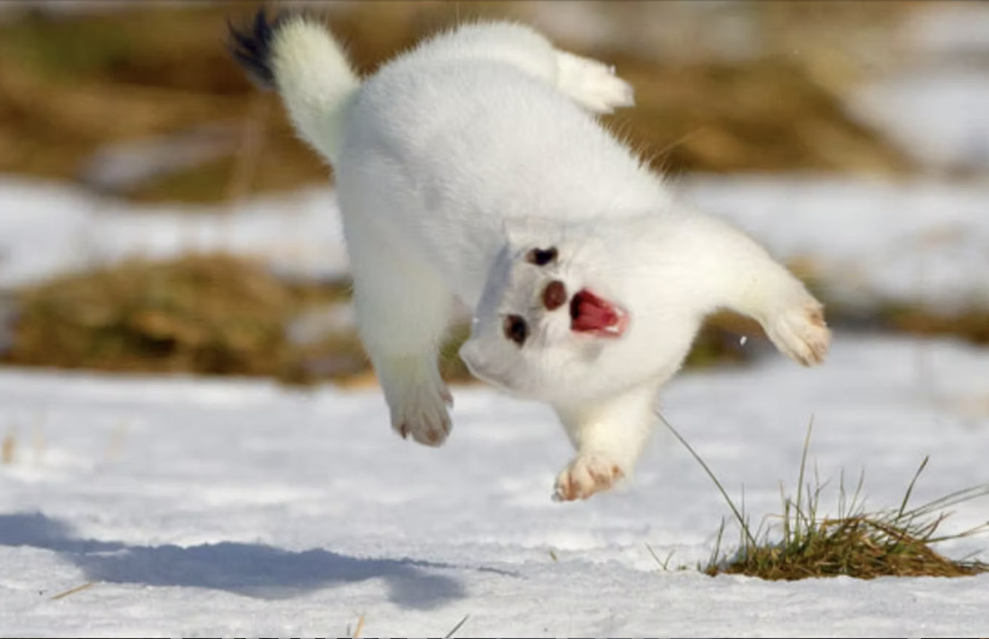 Weasel War Dance / Travel with a Purpose / Home 2.0 / Karen McCann / EnjoyLivingAbroad.com