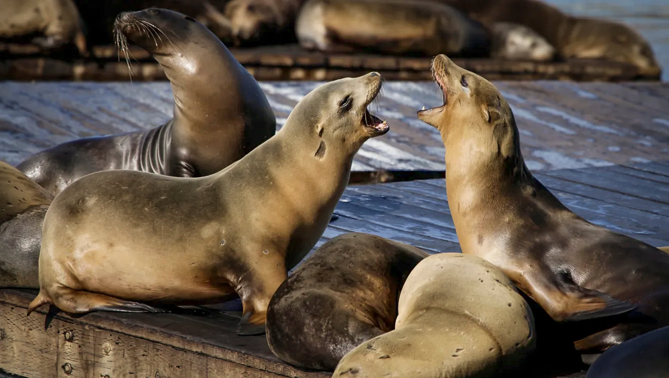 SF Sea Lions / Cheap & Cheerful San Francisco / Pier 39, Fisherman's Wharf, Fort Mason, Chestnut Diner / Karen McCann / EnjoyLivingAbroad.com