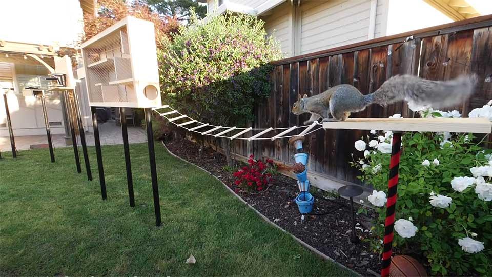 Squirrel obstacle course / Good News / Karen McCann / EnjoyLivingAbroad.com