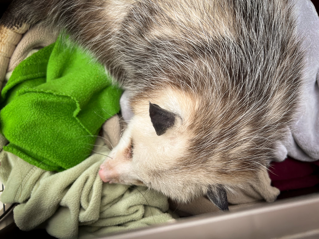 Baby opossum ? WildCare / Finding Hope / Karen McCann / EnjoyLivingAbroad.com